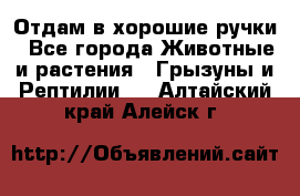 Отдам в хорошие ручки - Все города Животные и растения » Грызуны и Рептилии   . Алтайский край,Алейск г.